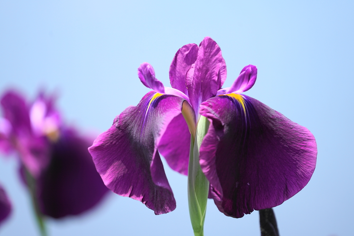 f:id:shigeo-t:20190613142424j:plain f:id:shigeo-t:20190613142424j:plain