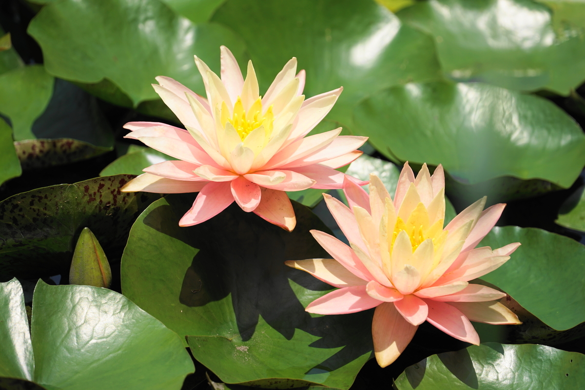 f:id:shigeo-t:20190613142531j:plain f:id:shigeo-t:20190613142531j:plain