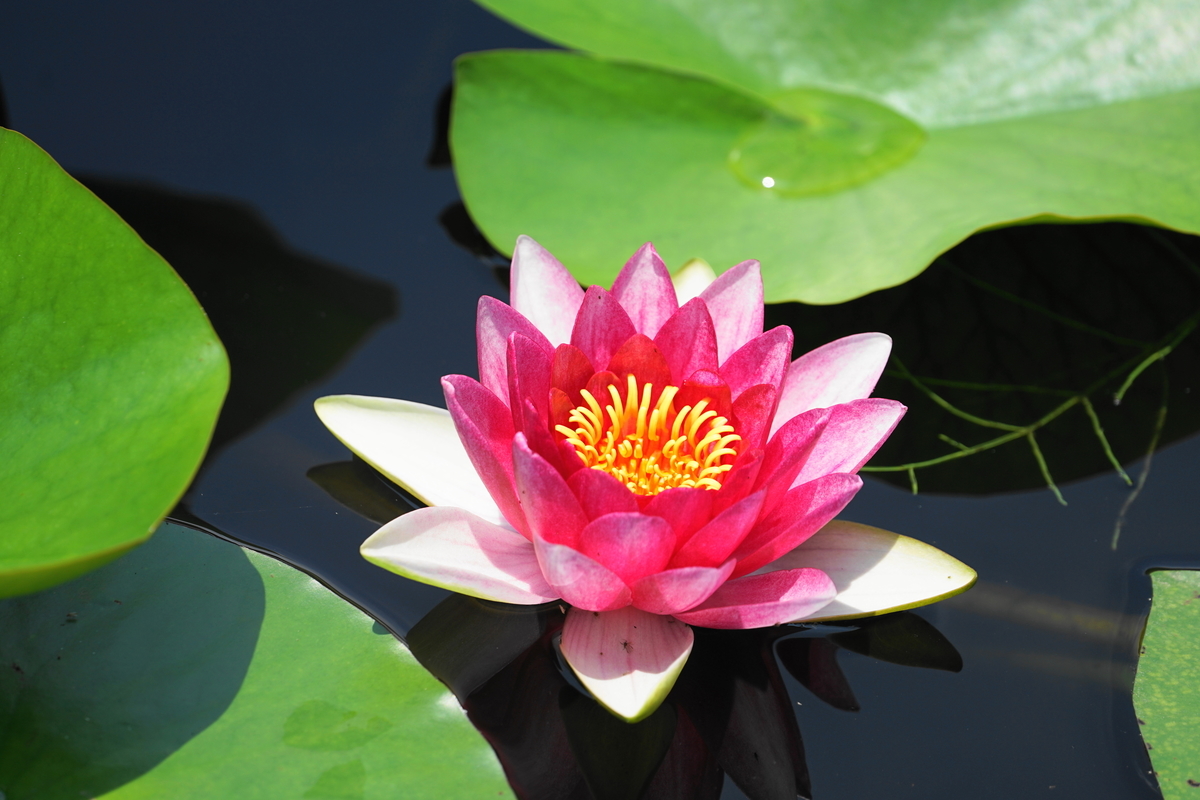 f:id:shigeo-t:20190613142550j:plain f:id:shigeo-t:20190613142550j:plain