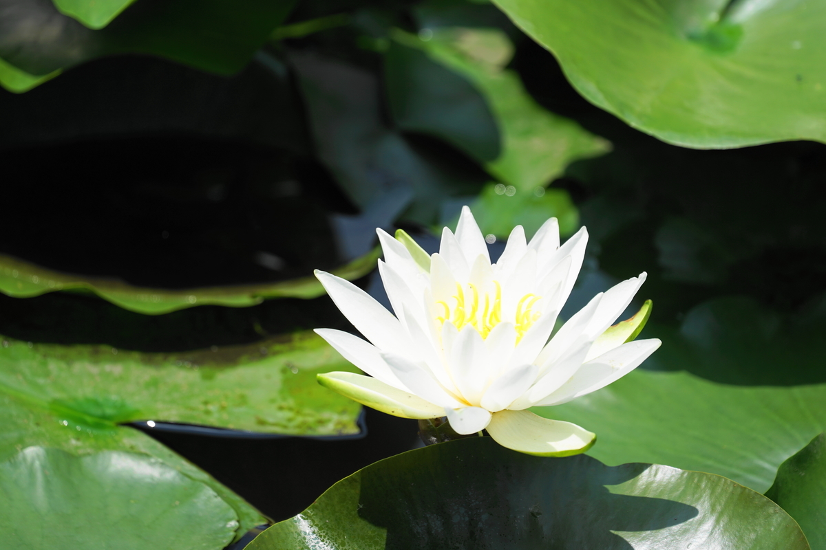 f:id:shigeo-t:20190613142611j:plain f:id:shigeo-t:20190613142611j:plain