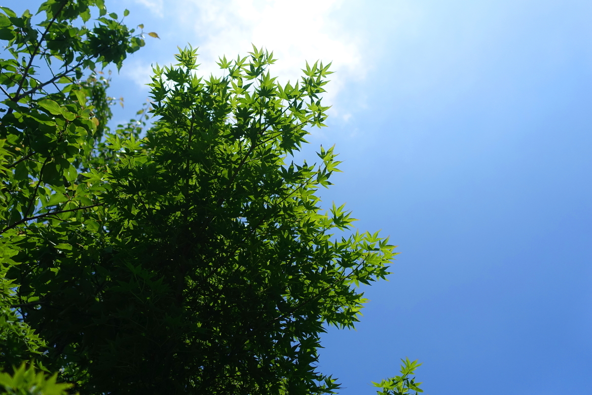 f:id:shigeo-t:20190613142713j:plain f:id:shigeo-t:20190613142713j:plain