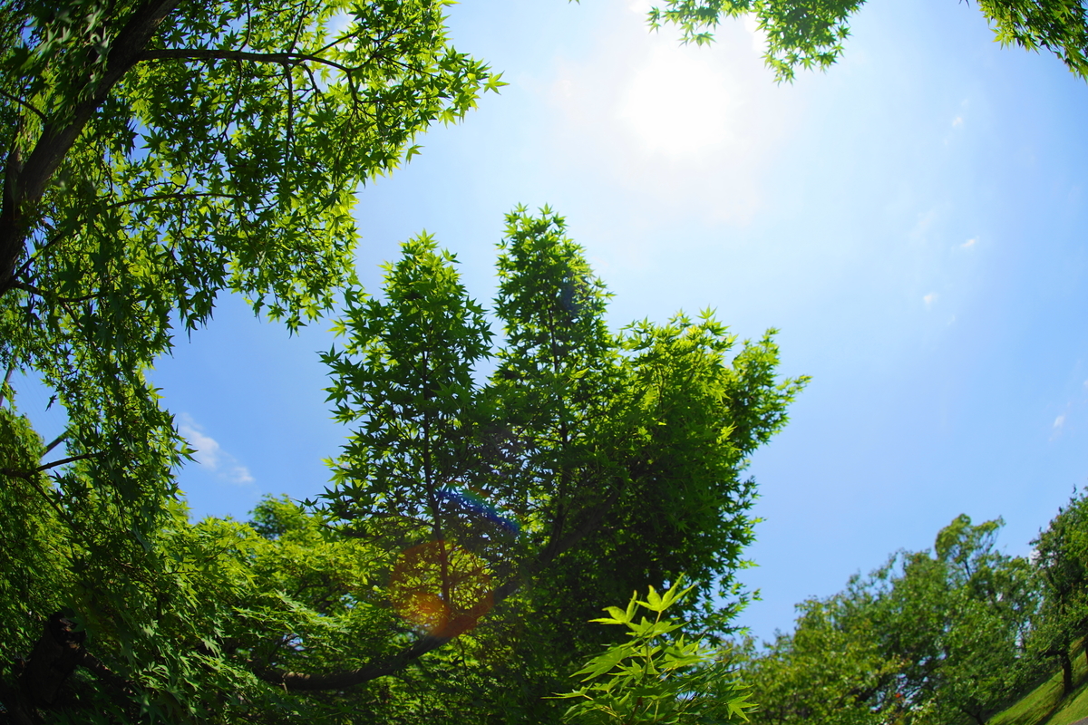 f:id:shigeo-t:20190613143108j:plain f:id:shigeo-t:20190613143108j:plain