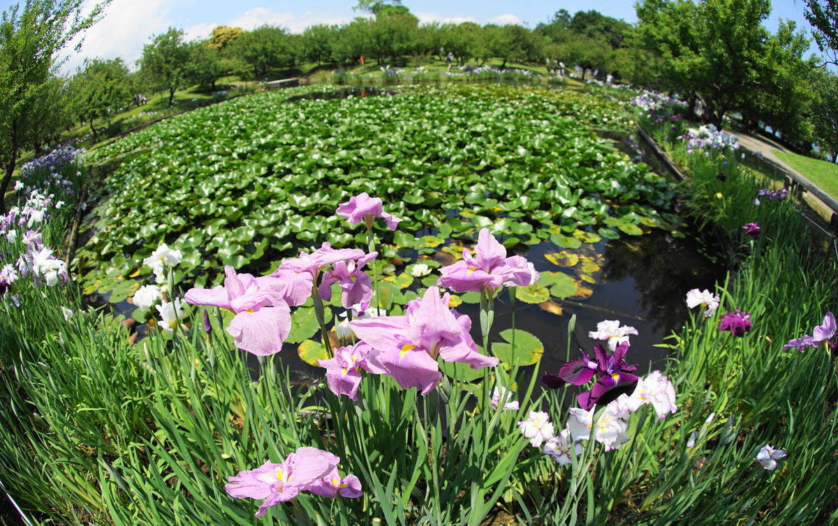 f:id:shigeo-t:20190613143316j:plain f:id:shigeo-t:20190613143316j:plain