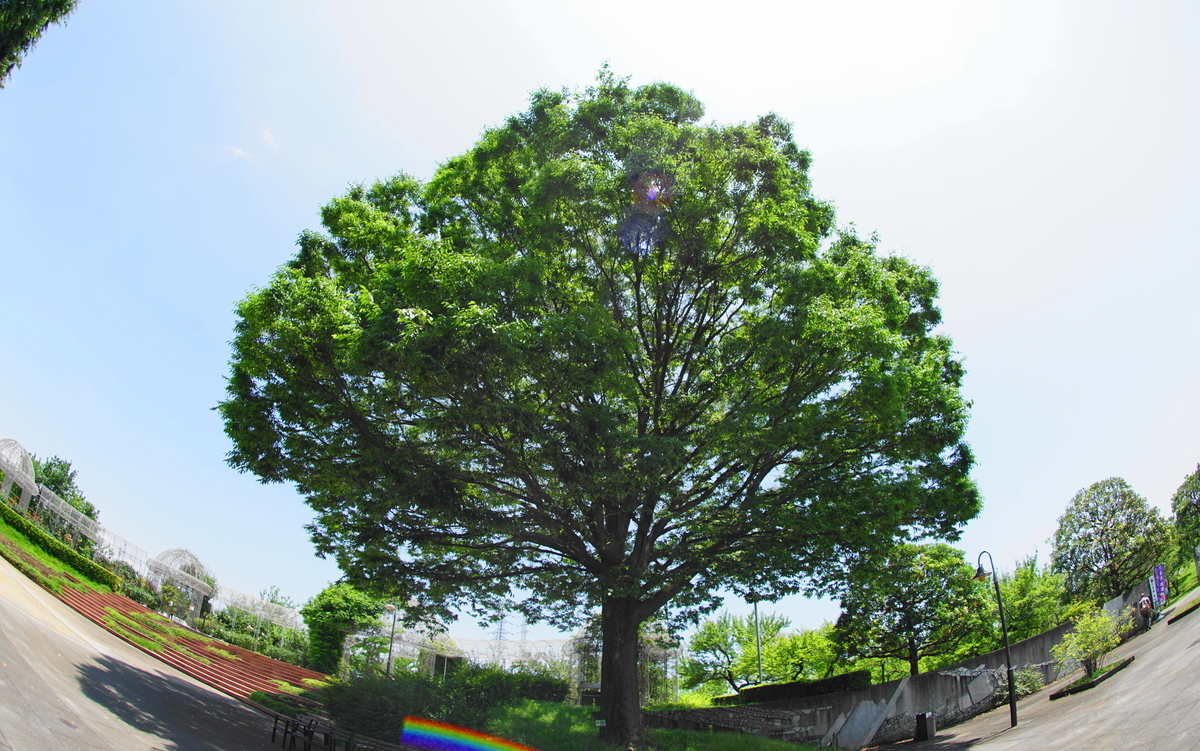 f:id:shigeo-t:20190613143930j:plain f:id:shigeo-t:20190613143930j:plain