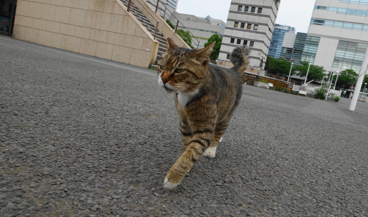 f:id:shigeo-t:20190615091849j:plain