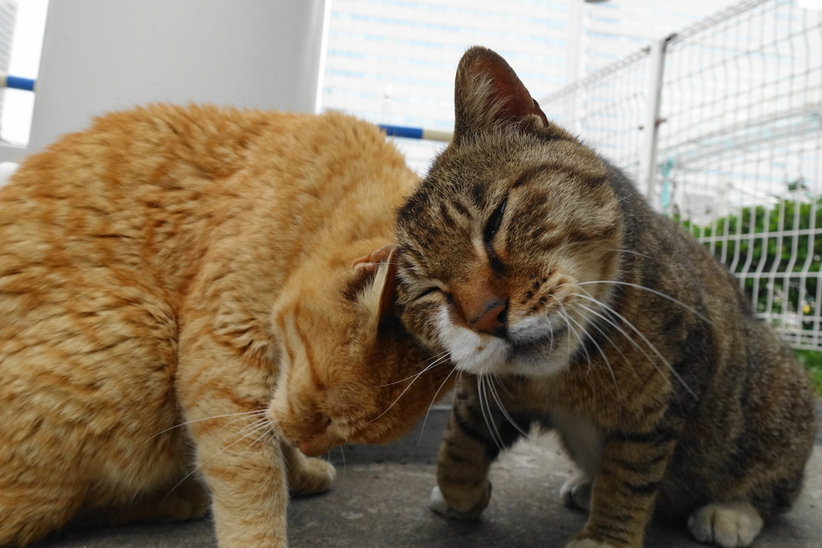 f:id:shigeo-t:20190615092006j:plain