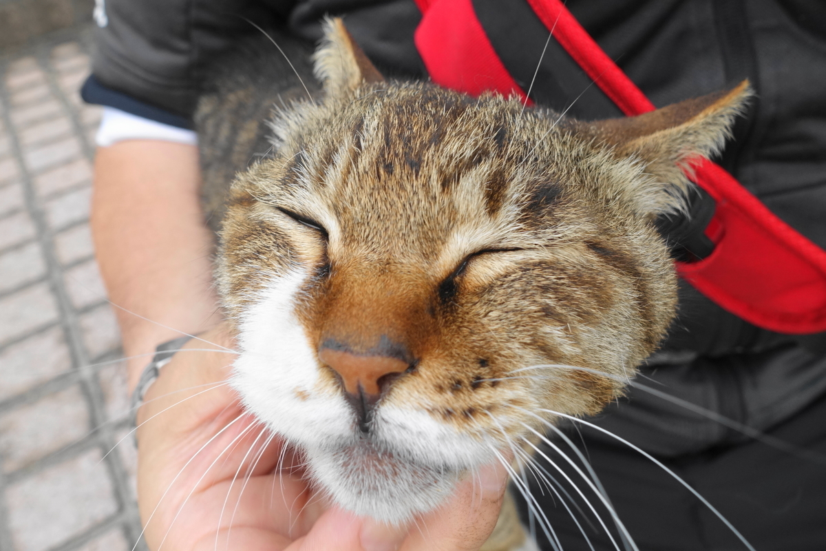f:id:shigeo-t:20190615092219j:plain