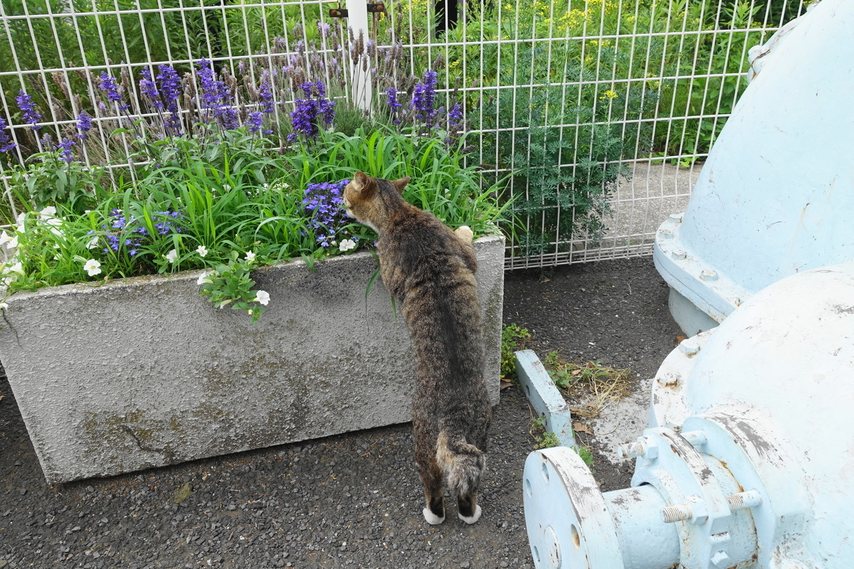 f:id:shigeo-t:20190615092405j:plain