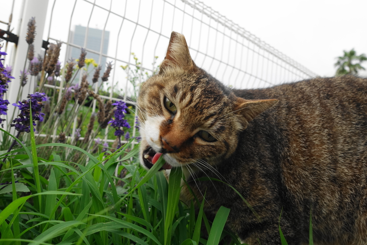 f:id:shigeo-t:20190615092455j:plain
