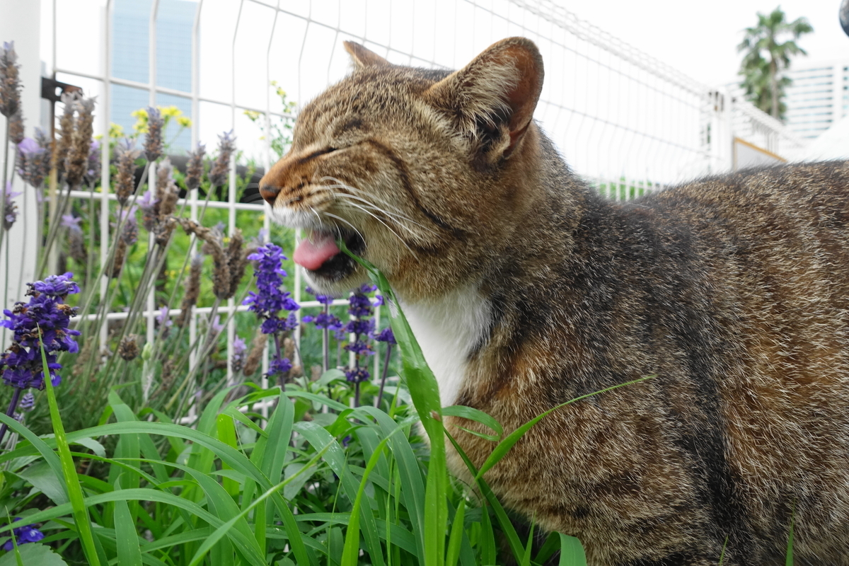 f:id:shigeo-t:20190615092519j:plain