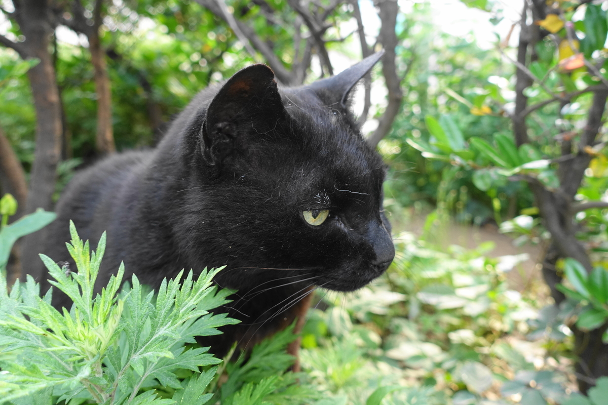 f:id:shigeo-t:20190615093304j:plain