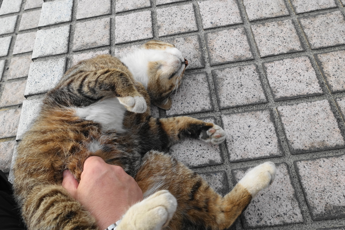 f:id:shigeo-t:20190615093420j:plain