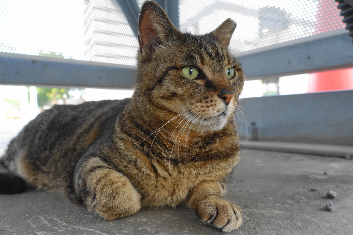 f:id:shigeo-t:20190615093505j:plain