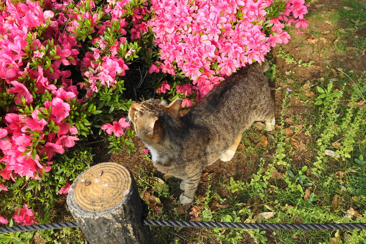 f:id:shigeo-t:20190615093658j:plain
