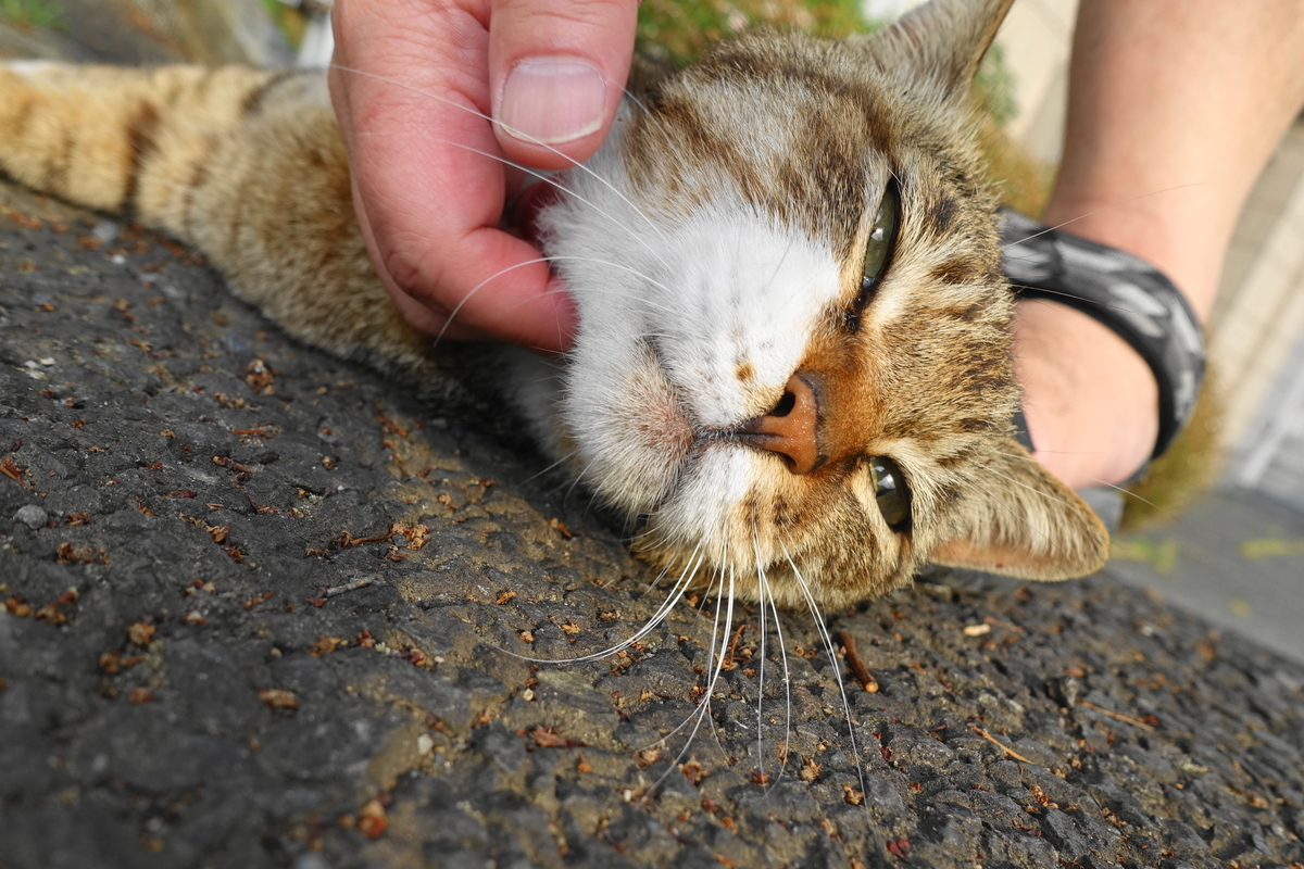 f:id:shigeo-t:20190615093731j:plain