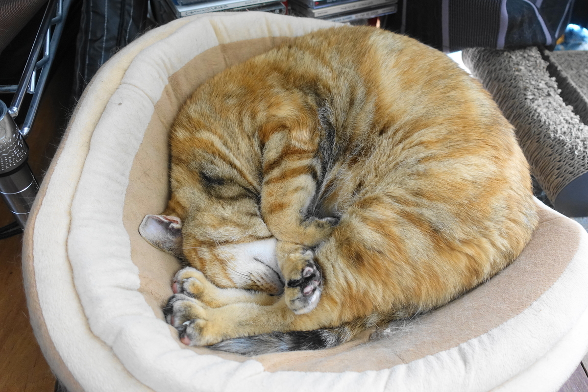 f:id:shigeo-t:20190620092353j:plain