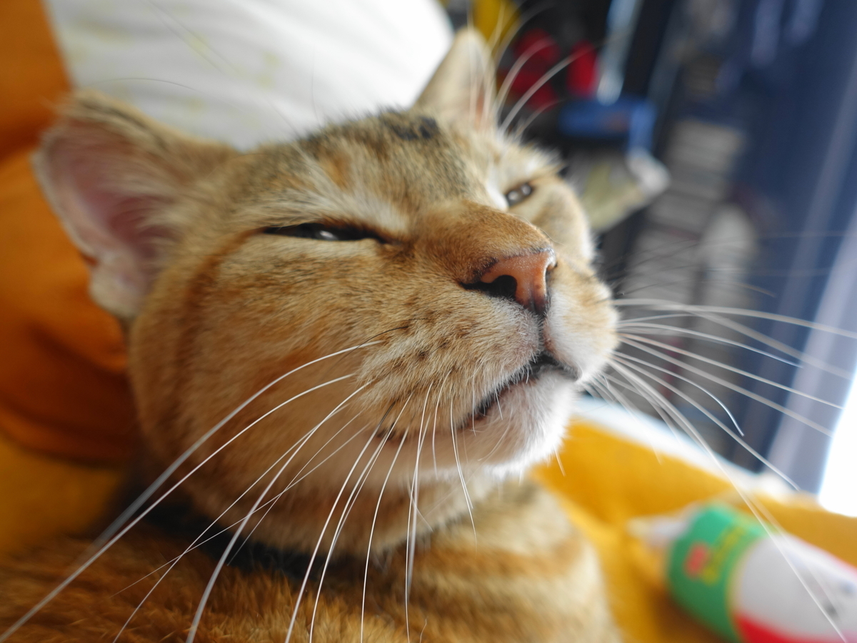 f:id:shigeo-t:20190620092553j:plain