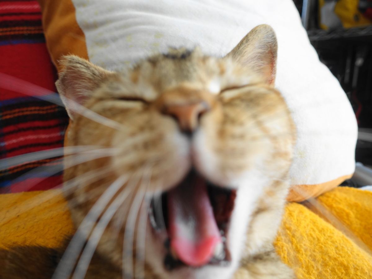 f:id:shigeo-t:20190620092558j:plain