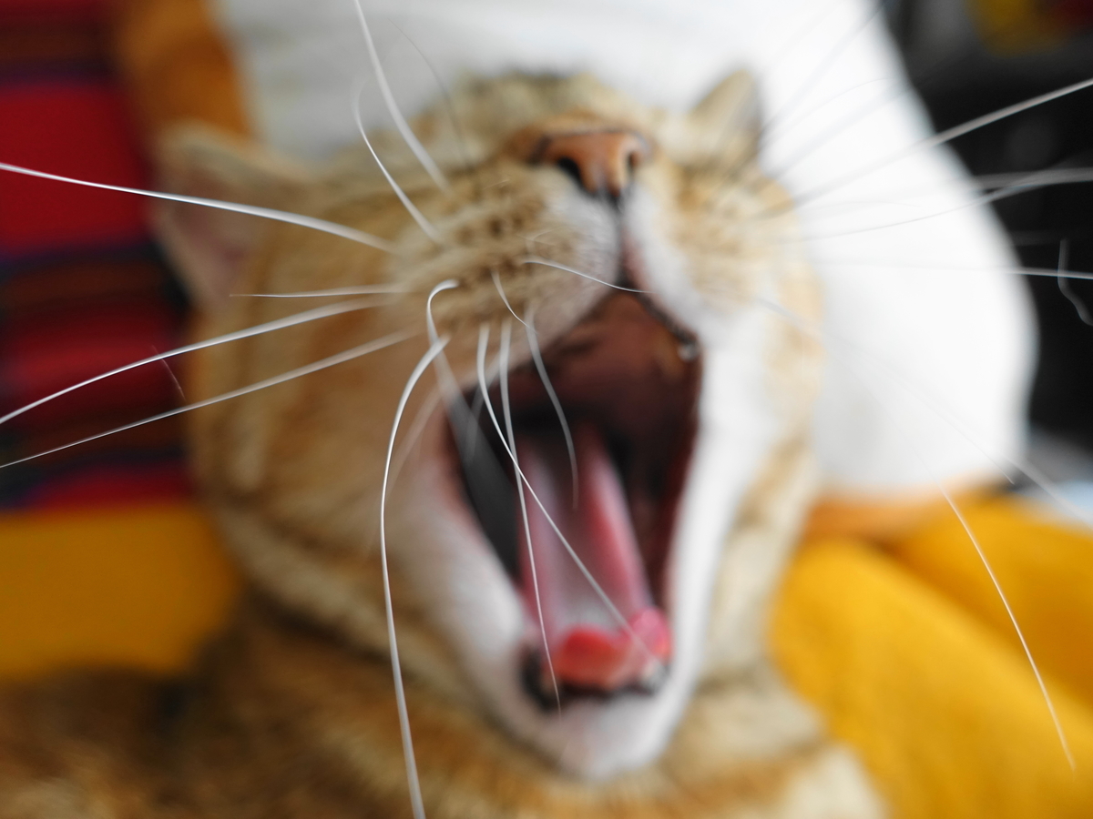 f:id:shigeo-t:20190620092602j:plain