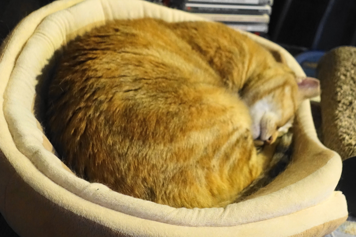 f:id:shigeo-t:20190620092720j:plain