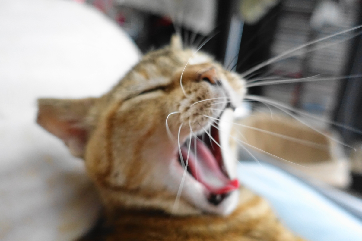 f:id:shigeo-t:20190620092758j:plain