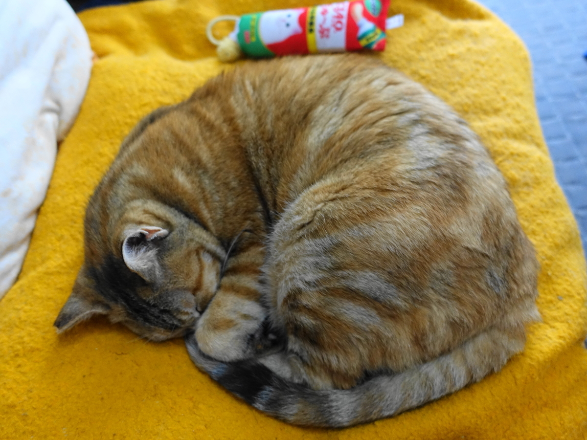 f:id:shigeo-t:20190620092835j:plain