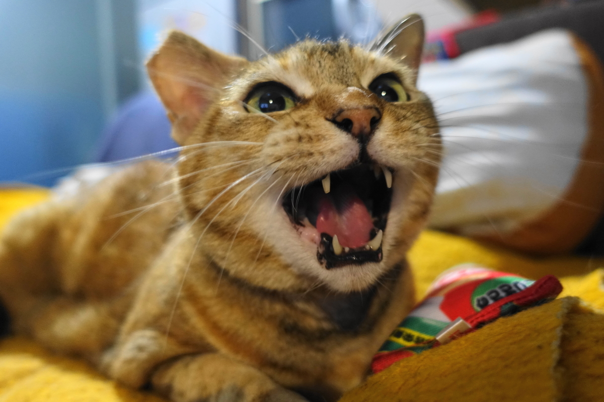 f:id:shigeo-t:20190620092910j:plain