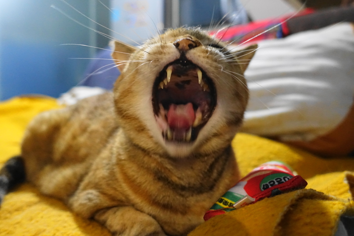 f:id:shigeo-t:20190620092939j:plain