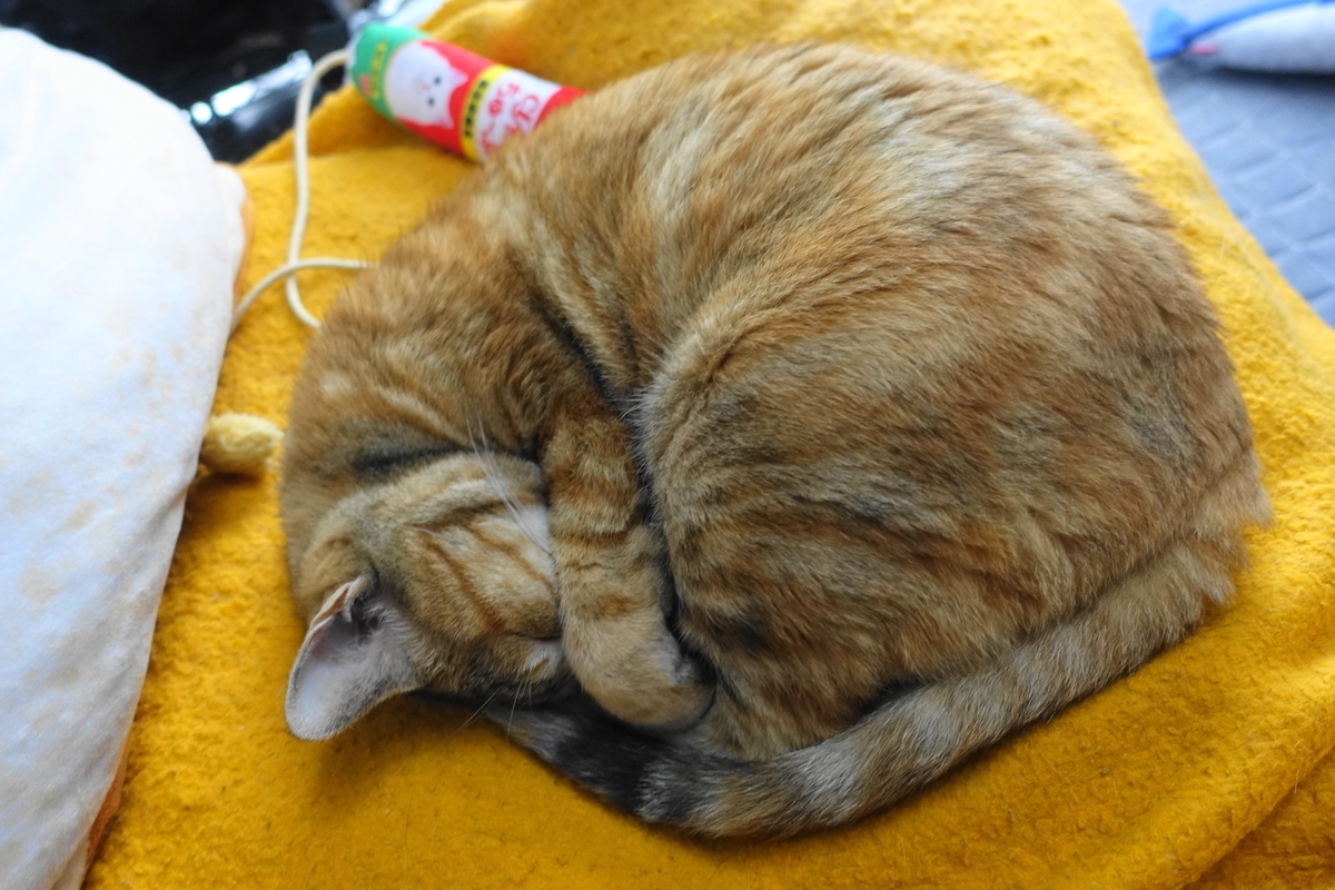 f:id:shigeo-t:20190620093245j:plain