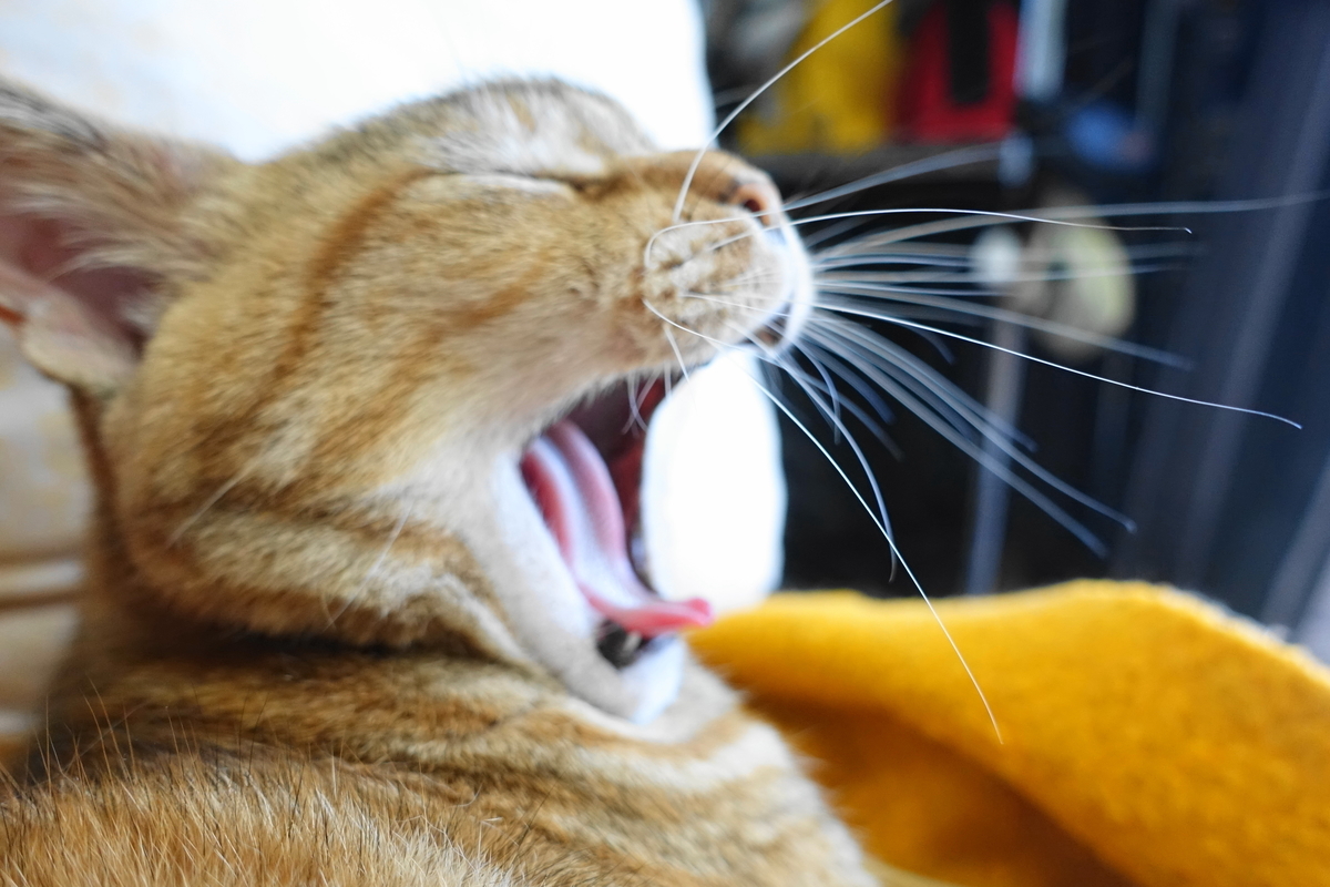 f:id:shigeo-t:20190620093328j:plain