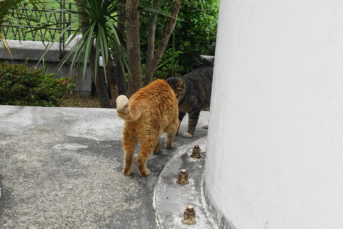 f:id:shigeo-t:20190627102134j:plain f:id:shigeo-t:20190627102134j:plain