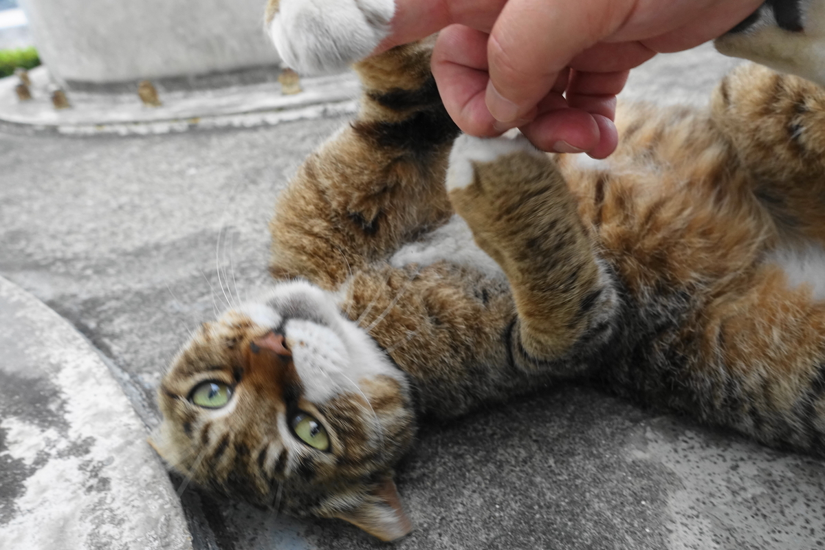 f:id:shigeo-t:20190627102209j:plain f:id:shigeo-t:20190627102209j:plain