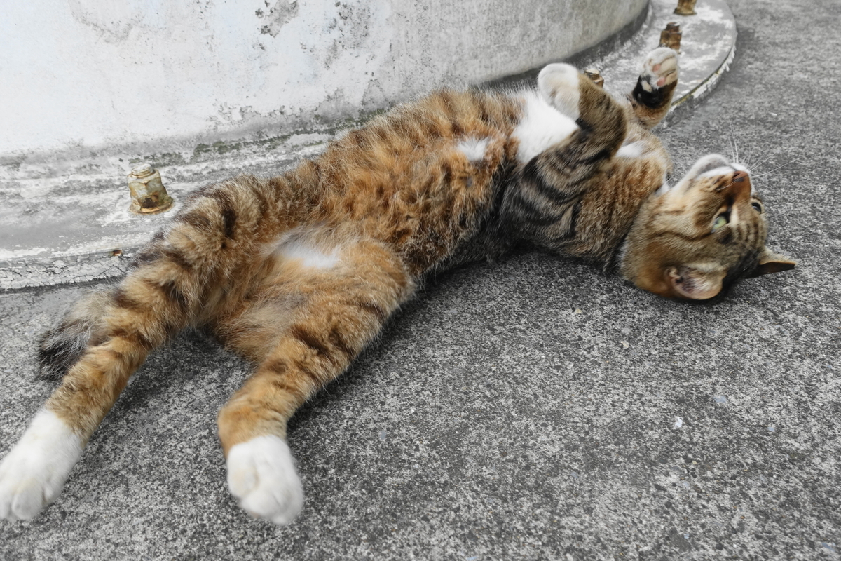 f:id:shigeo-t:20190627102247j:plain f:id:shigeo-t:20190627102247j:plain