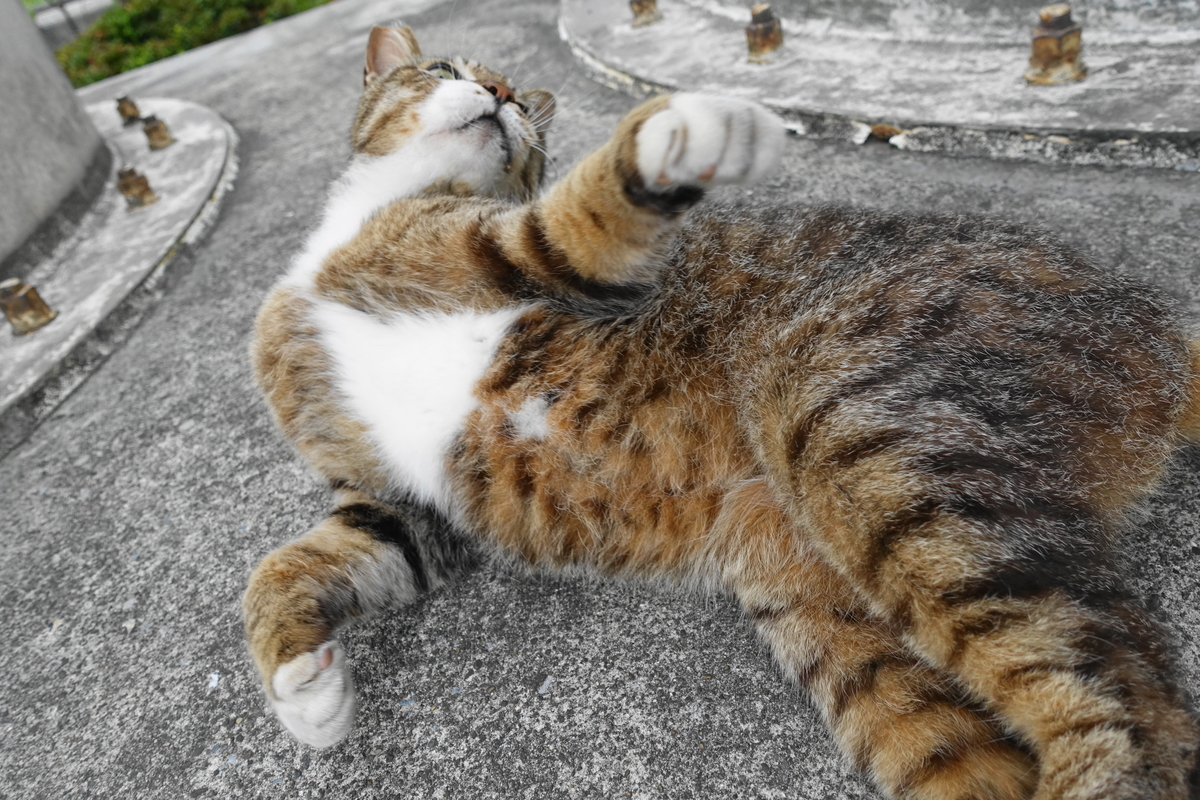 f:id:shigeo-t:20190627102320j:plain f:id:shigeo-t:20190627102320j:plain