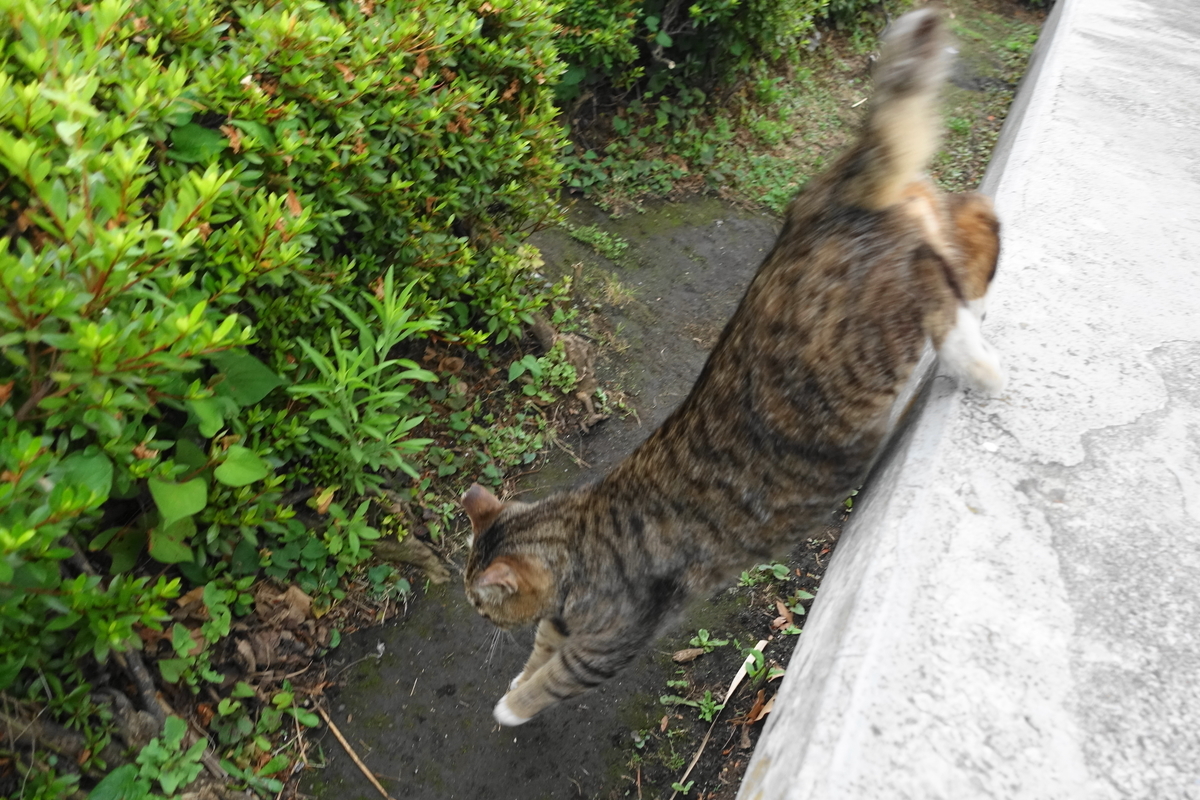 f:id:shigeo-t:20190627102422j:plain f:id:shigeo-t:20190627102422j:plain