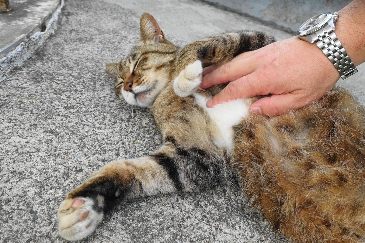 f:id:shigeo-t:20190627102840j:plain f:id:shigeo-t:20190627102840j:plain