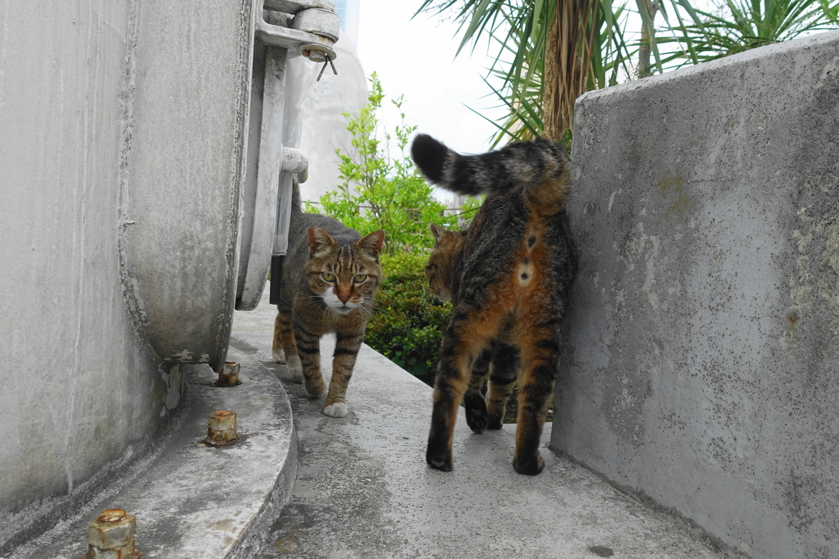 f:id:shigeo-t:20190627103436j:plain f:id:shigeo-t:20190627103436j:plain