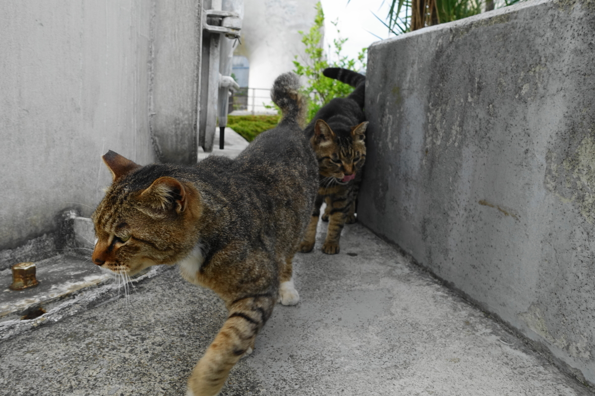 f:id:shigeo-t:20190627103449j:plain f:id:shigeo-t:20190627103449j:plain