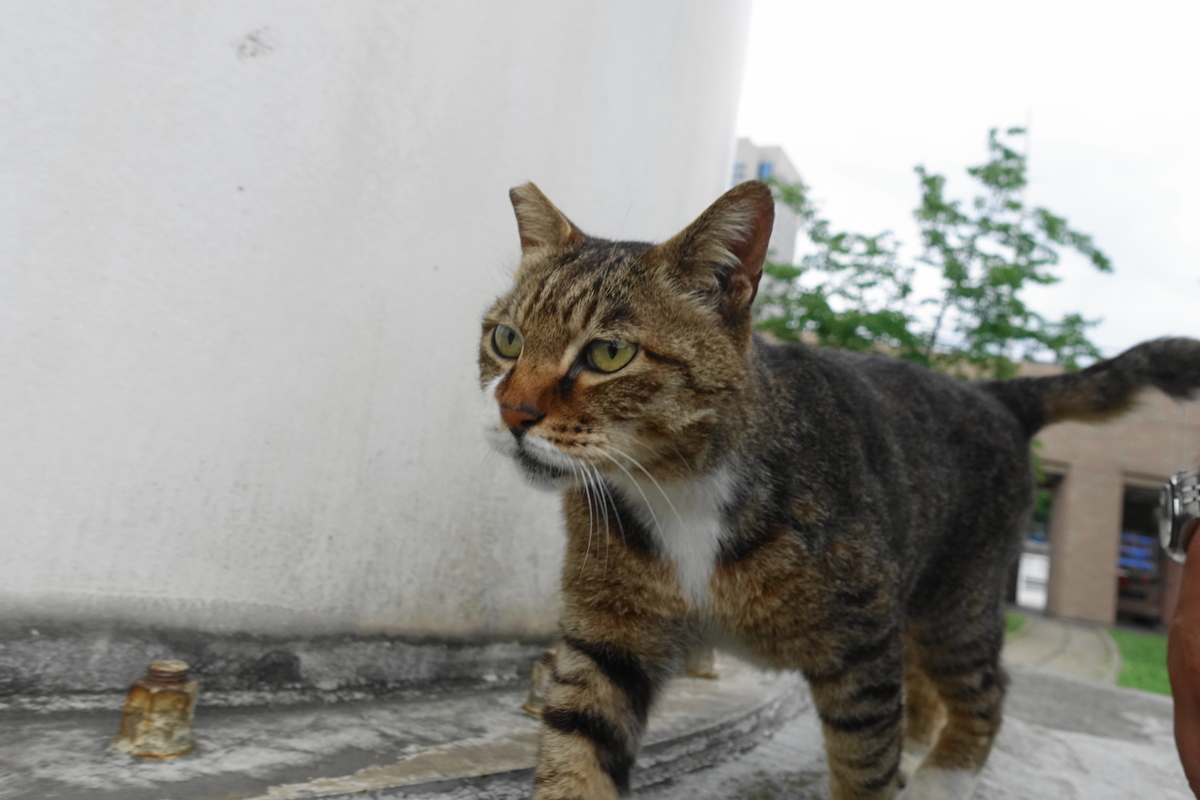 f:id:shigeo-t:20190627104035j:plain f:id:shigeo-t:20190627104035j:plain