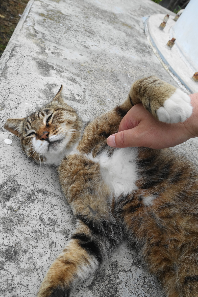 f:id:shigeo-t:20190627104409j:plain f:id:shigeo-t:20190627104409j:plain