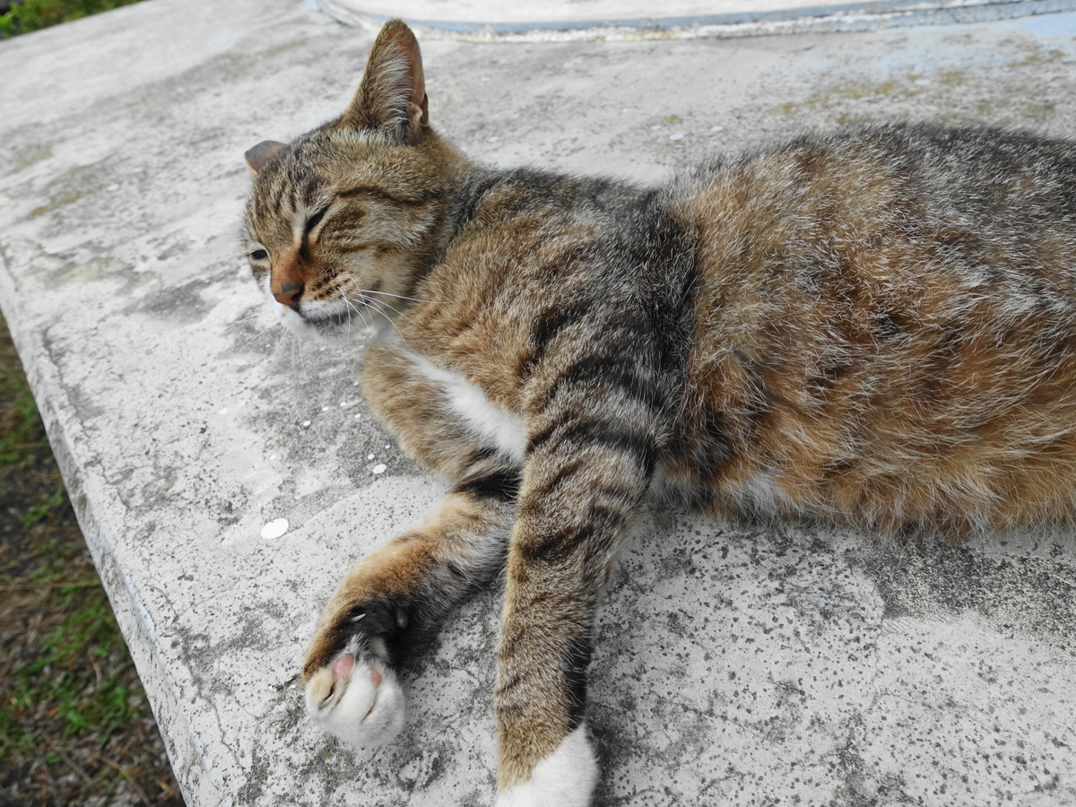 f:id:shigeo-t:20190627104428j:plain f:id:shigeo-t:20190627104428j:plain