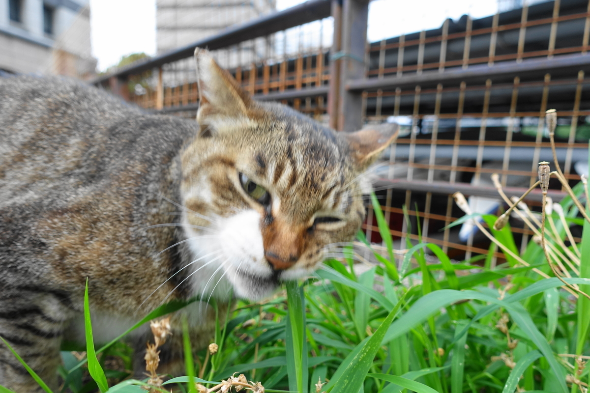 f:id:shigeo-t:20190627104749j:plain f:id:shigeo-t:20190627104749j:plain