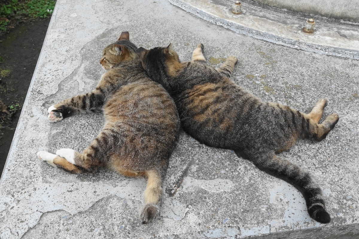 f:id:shigeo-t:20190627105017j:plain f:id:shigeo-t:20190627105017j:plain