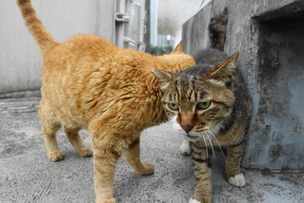 f:id:shigeo-t:20190627105409j:plain f:id:shigeo-t:20190627105409j:plain
