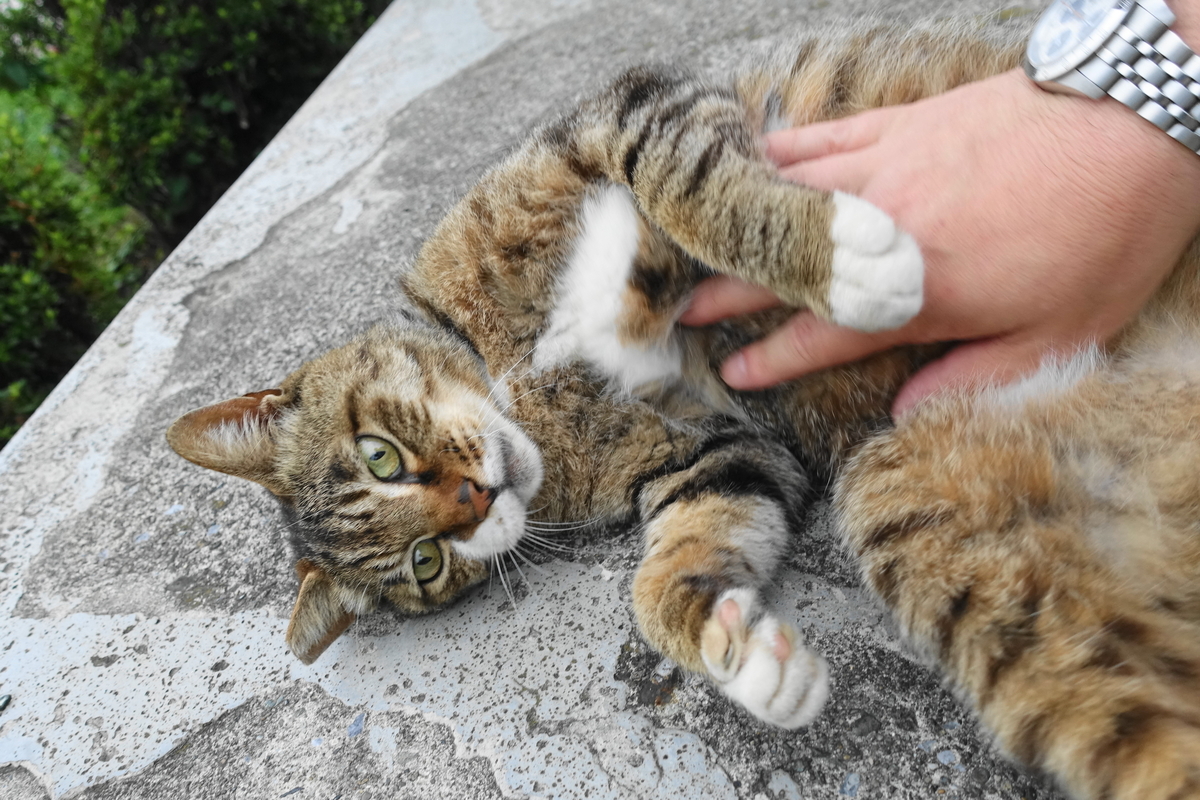 f:id:shigeo-t:20190627105505j:plain f:id:shigeo-t:20190627105505j:plain