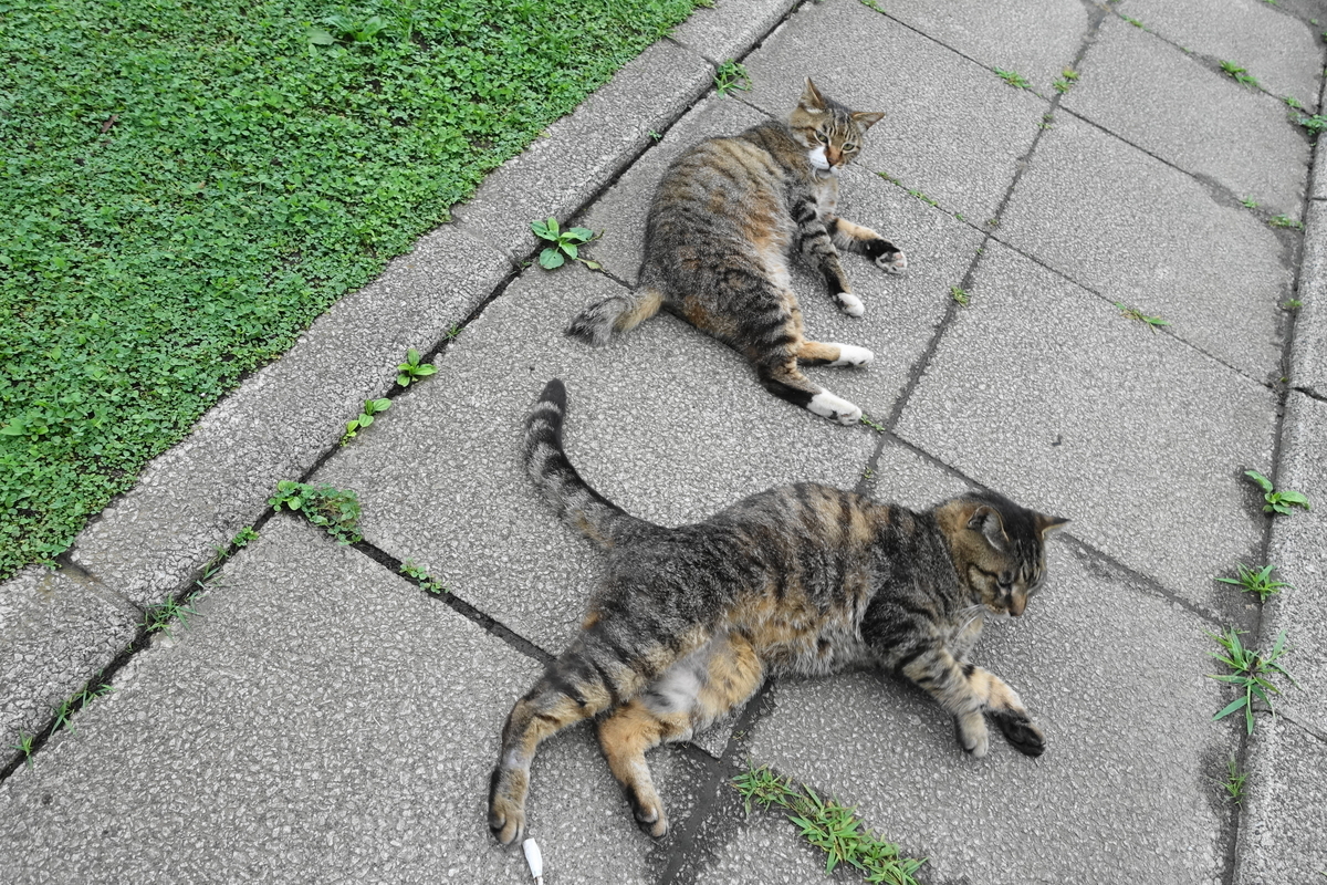 f:id:shigeo-t:20190627105809j:plain f:id:shigeo-t:20190627105809j:plain