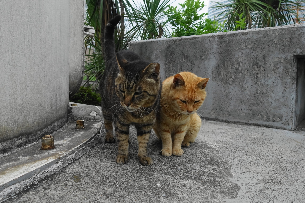 f:id:shigeo-t:20190627105857j:plain f:id:shigeo-t:20190627105857j:plain