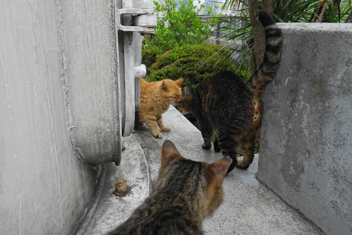 f:id:shigeo-t:20190627105910j:plain f:id:shigeo-t:20190627105910j:plain