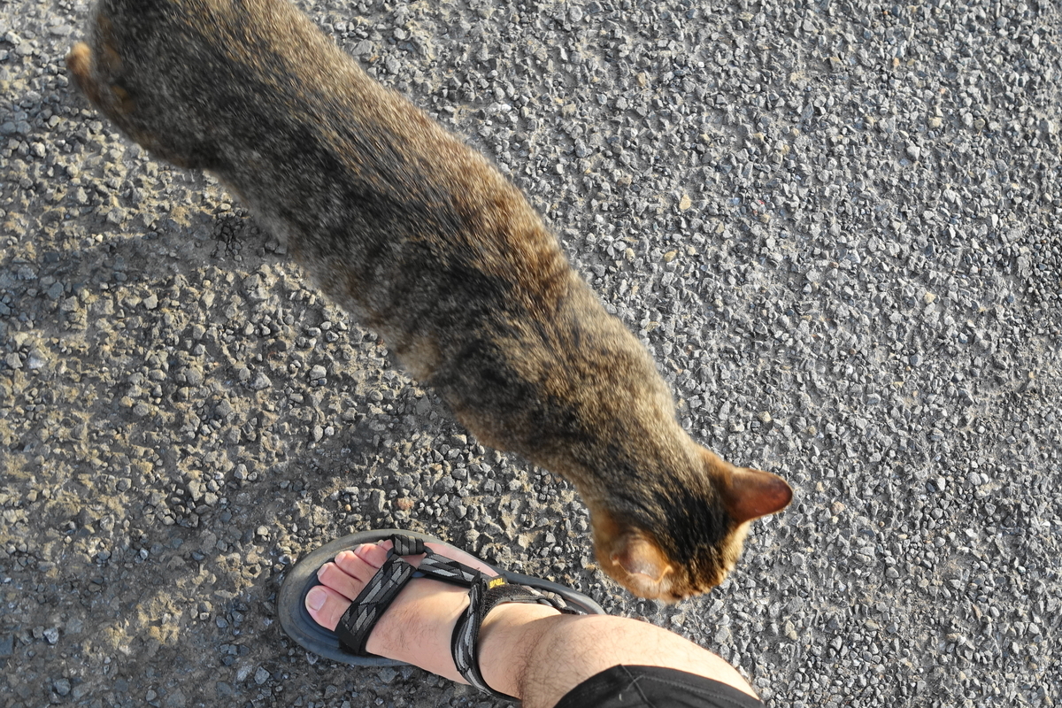 f:id:shigeo-t:20190630090057j:plain f:id:shigeo-t:20190630090057j:plain