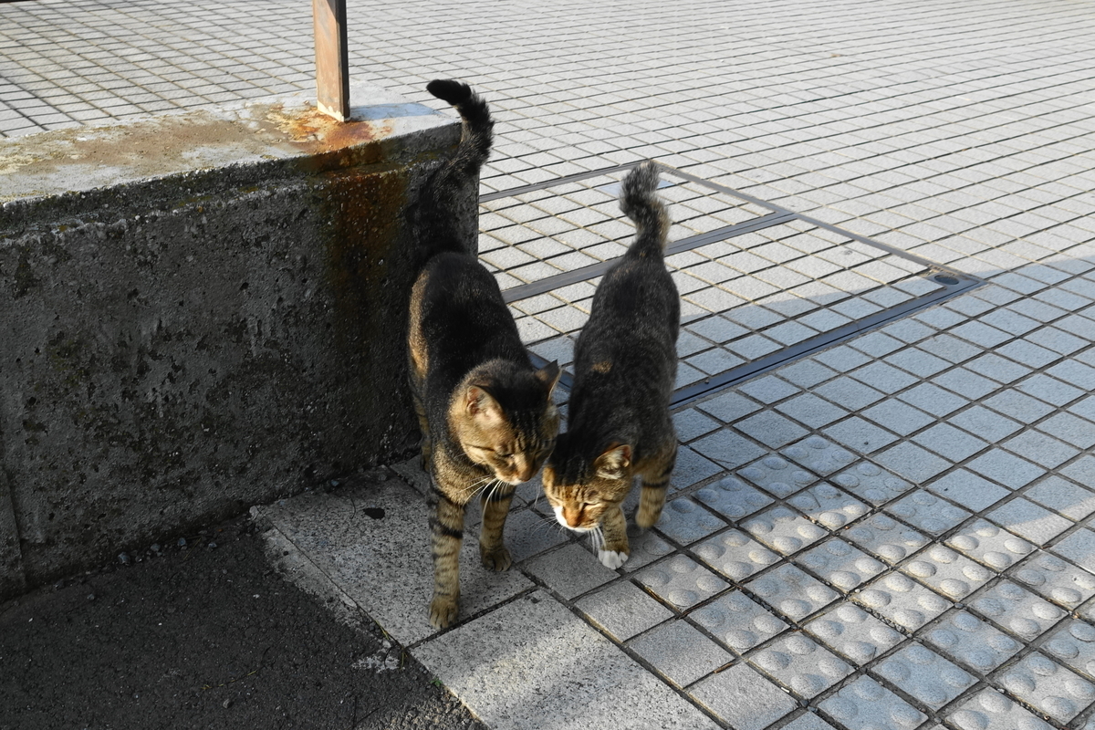 f:id:shigeo-t:20190630091201j:plain f:id:shigeo-t:20190630091201j:plain
